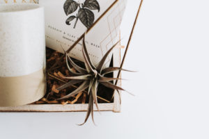 Airplant in a box, photographed by Basecamp Visual, a Colorado product photographer.