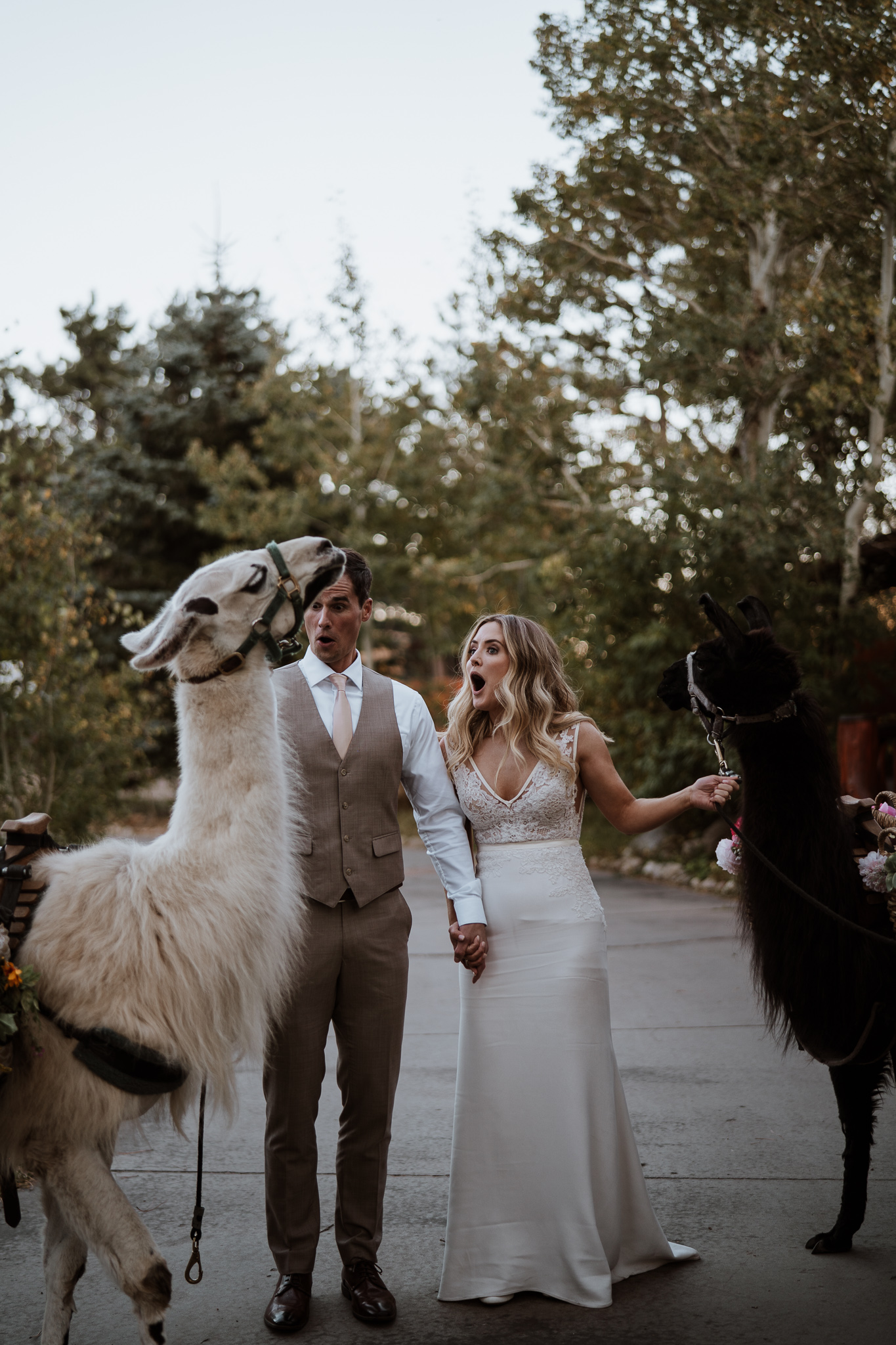 Wedding picture with llamas!